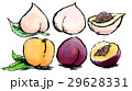 もも イラスト 白バック もも イラスト 白バック 29628331