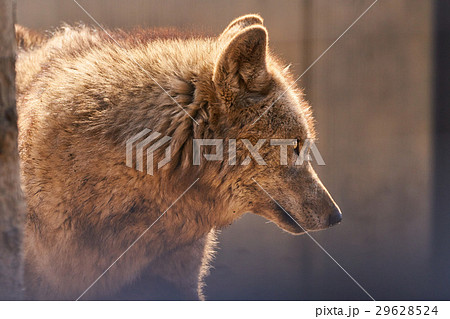 シンリンオオカミの横顔 シンリンオオカミの横顔 29628524