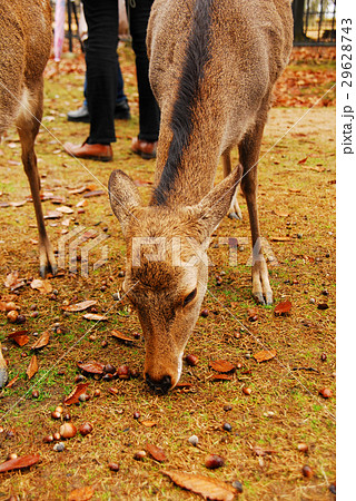 Deer eating acorns with Nara and deer - Stock Photo [29628743] - PIXTA