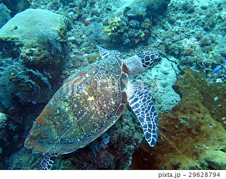 Hawksbill sea turtle current on coral reef island, Hawksbill sea turtle current on coral reef island, 29628794