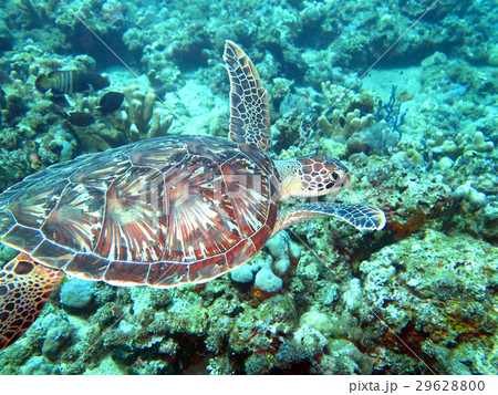 Hawksbill sea turtle current on coral reef island Hawksbill sea turtle current on coral reef island 29628800