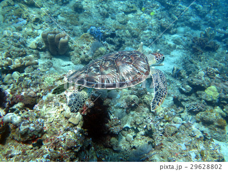 Hawksbill sea turtle current on coral reef island Hawksbill sea turtle current on coral reef island 29628802