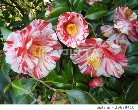 椿は「茶花の女王」の異名を持つほど冬の茶席に似合う。古来より日本を代表する花木として愛されてきた。 29629410