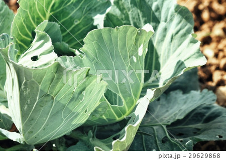 Cabbage 29629868