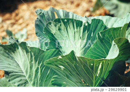 Cabbage 29629901