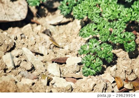 Parsley Parsley 29629914