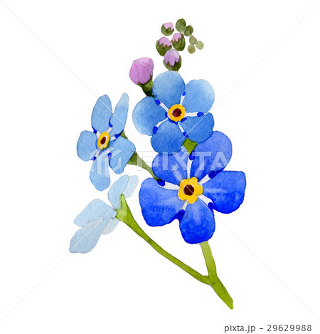 Wildflower myosotis arvensis flower in a Wildflower myosotis arvensis flower in a 29629988