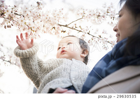 生まれて初めて桜を見る赤ちゃんと見守る母 29630535