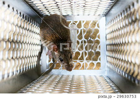 Rat in a mouse trap Rat in a mouse trap 29630753