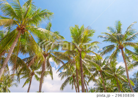Green coconut palms against blue sunny sky 29630836