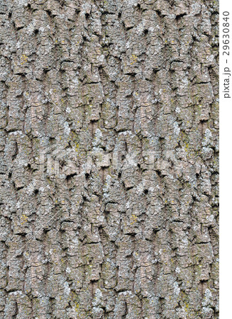 Seamless old oak tree bark texture. Seamless old oak tree bark texture. 29630840