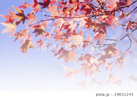 Soft focus Maple Leaf or Maple. Soft focus Maple Leaf or Maple. 29631245