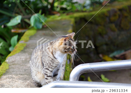 のら猫 ハワイ のら猫 ハワイ 29631334