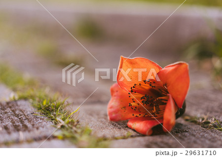 台北 台北市 タイペイ 29631710