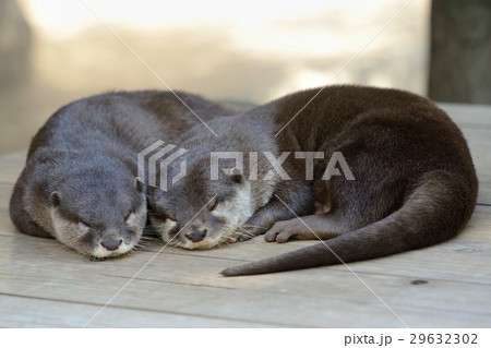 コツメカワウソ コツメカワウソ 29632302