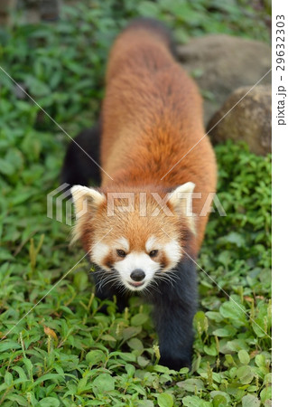 レッサーパンダ 29632303