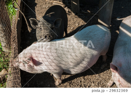 Pig on a pig farm Pig on a pig farm 29632369