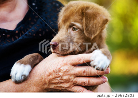 puppy dog on old woman hand puppy dog on old woman hand 29632803