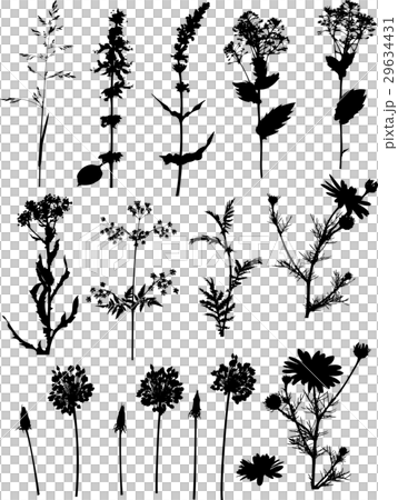 Silhouettes of flowers 29634431