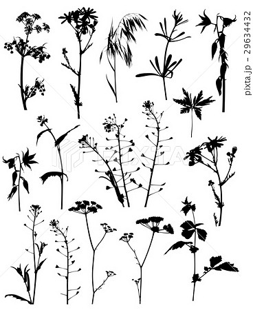 Silhouettes flowers and plants 29634432