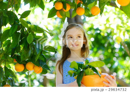 Adorable little girl picking fresh ripe oranges in sunny orange tree garden Adorable little girl picking fresh ripe oranges in sunny orange tree garden 29634732