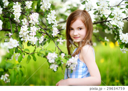 Adorable little girl in blooming apple tree garden on spring day Adorable little girl in blooming apple tree garden on spring day 29634759