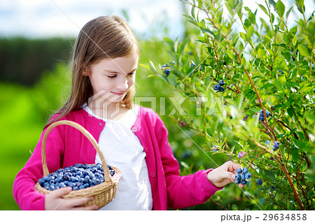 Cute little girl picking fresh berries on organic blueberry farm 29634858