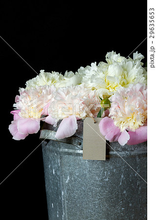 the bunch of peonies in a metal bucket 29635653