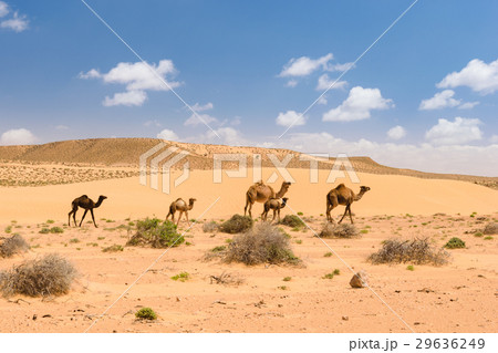 Arabian camels with foals in the desert, Morocco 29636249