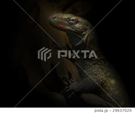 Crocodile Monitor (Varanous salvadori)  29637020