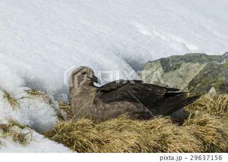 Brown Skua is nesting Brown Skua is nesting 29637156