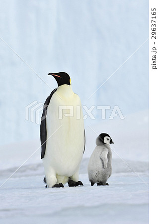 Emperor Penguin with chick Emperor Penguin with chick 29637165