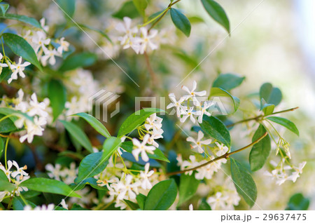 Star jasmine flowers on a blooming bush Star jasmine flowers on a blooming bush 29637475