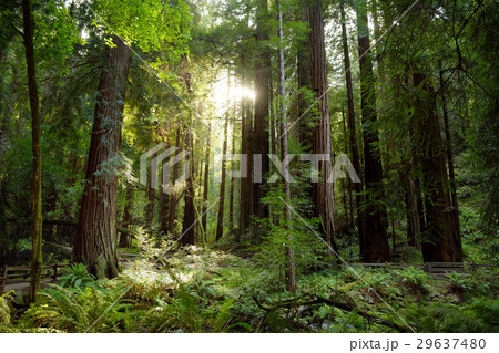 Hiking trails through huge redwoods in Muir forest 29637480