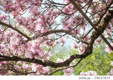 closeup of magnolia flowers in a public garden closeup of magnolia flowers in a public garden 29637623