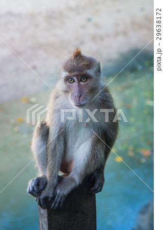 Adult Long-tailed or Crab-eating macaque portrait Adult Long-tailed or Crab-eating macaque portrait 29638172