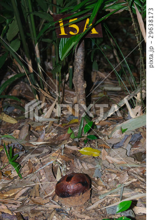 Round Rafflesia bud in floor of tropical forest Round Rafflesia bud in floor of tropical forest 29638173
