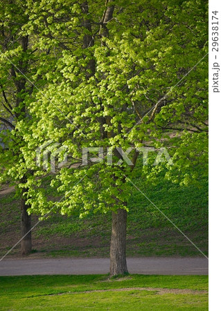 Green tree in a park Green tree in a park 29638174