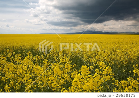 Rapeseed field landscape Rapeseed field landscape 29638175