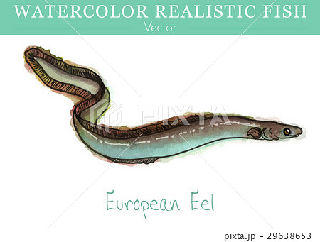 Hand painted watercolor edible fish. Vector design 29638653