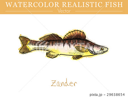 Hand painted watercolor edible fish. Vector design 29638654