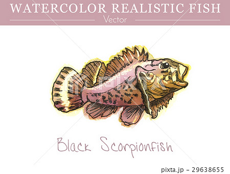 Hand painted watercolor edible fish. Vector design 29638655