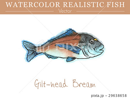 Hand painted watercolor edible fish. Vector design 29638658