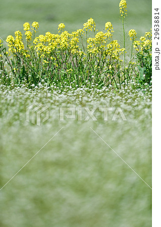 花 29638814