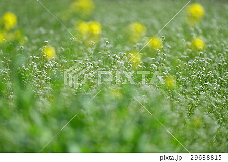 花 花 29638815