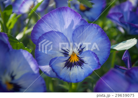 closeup of viola flowers in a public garden 29639075
