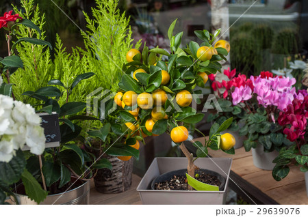 closeup of orange tree at florist closeup of orange tree at florist 29639076