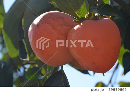 柿の実（埼玉県秩父市） 29639665