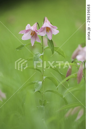ヒメサユリ 29639668
