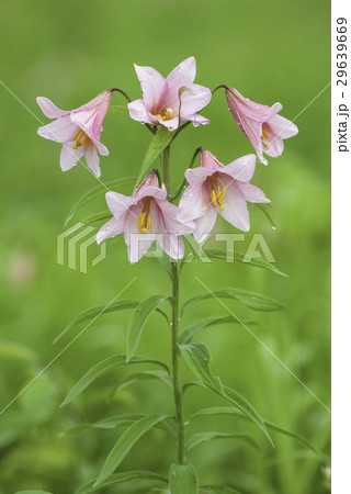 ヒメサユリ 29639669